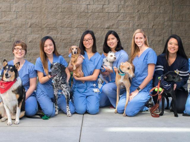 vet students group photo with dogs